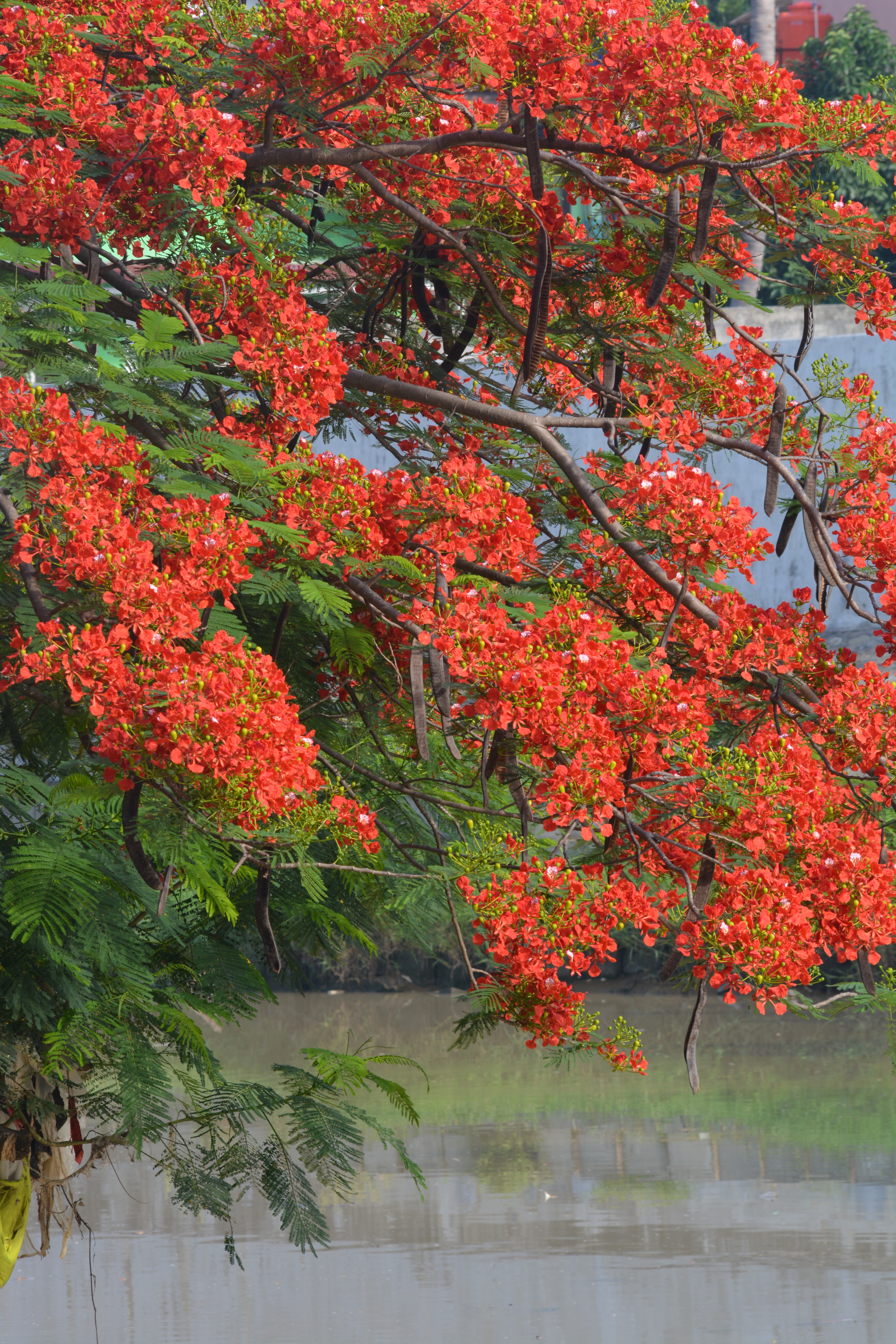 Detail Gambar Bunga Flamboyan Yg Mudah Nomer 6