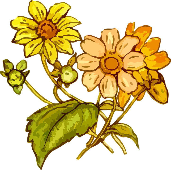 Detail Gambar Bunga Flora Nomer 40
