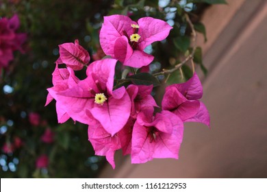 Flower information