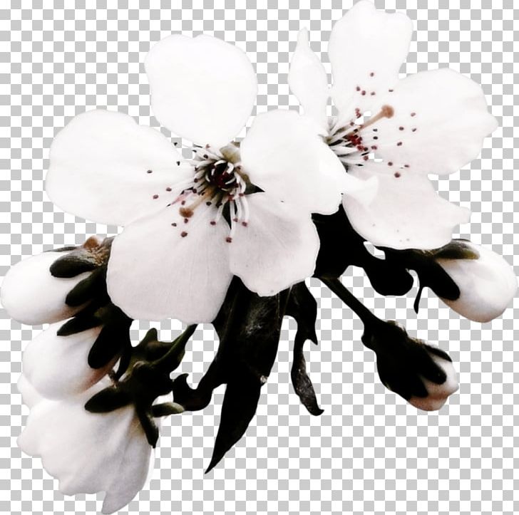 Detail Gambar Bunga Format Png Nomer 40