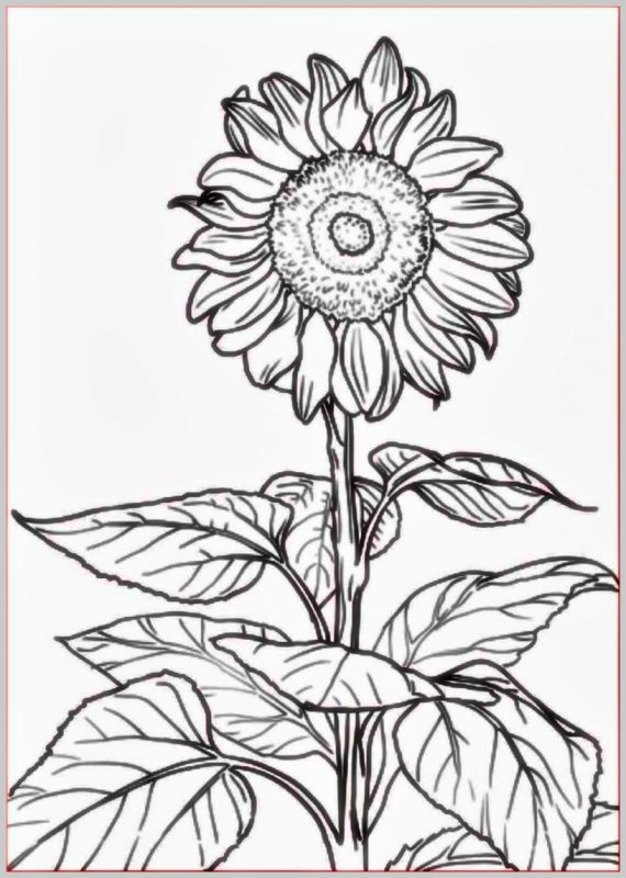 Detail Gambar Bunga Gambar Bunga Nomer 21