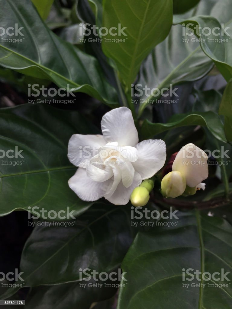 Detail Gambar Bunga Gardenia Nomer 33