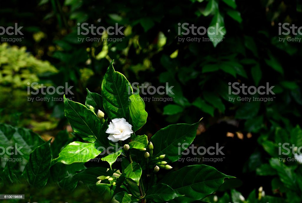 Detail Gambar Bunga Gardenia Nomer 46