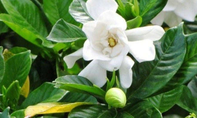Detail Gambar Bunga Gardenia Nomer 51