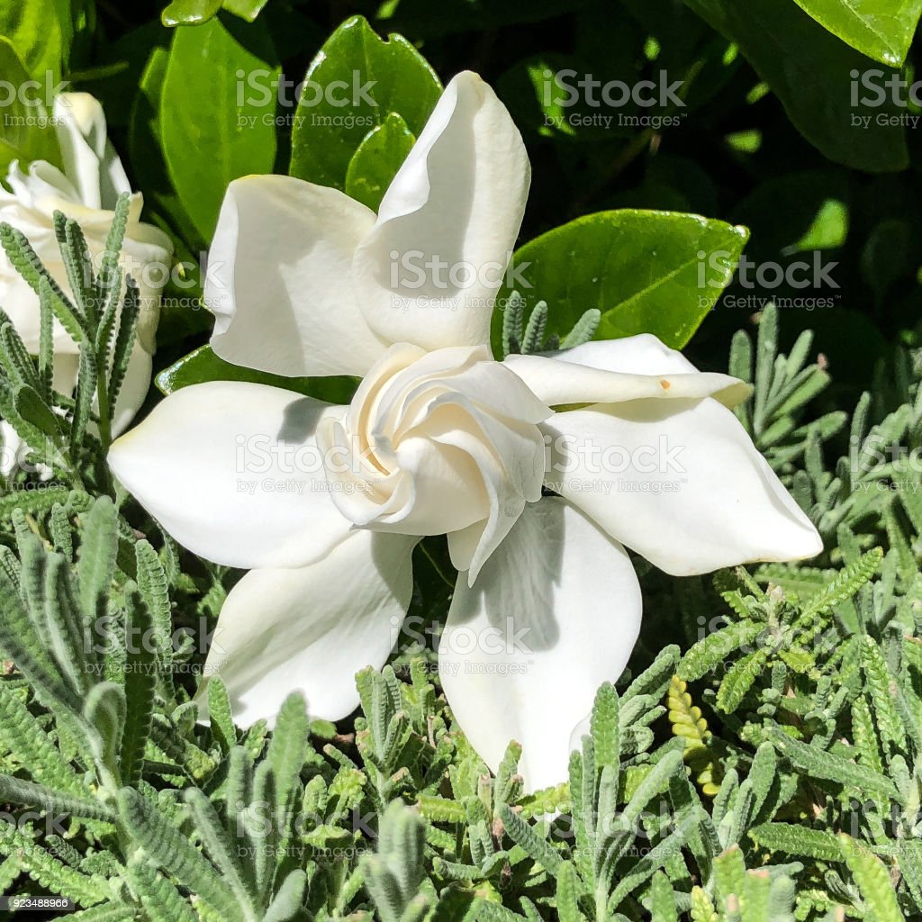 Detail Gambar Bunga Gardenia Nomer 56