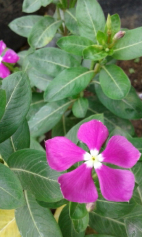 Detail Gambar Bunga Geranium Nomer 14