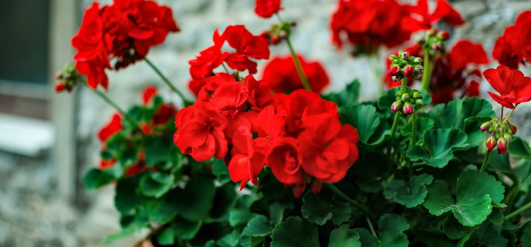 Detail Gambar Bunga Geranium Nomer 22