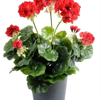 Detail Gambar Bunga Geranium Nomer 34