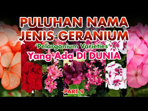 Detail Gambar Bunga Geranium Nomer 47