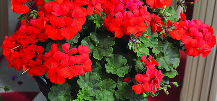 Detail Gambar Bunga Geranium Nomer 54