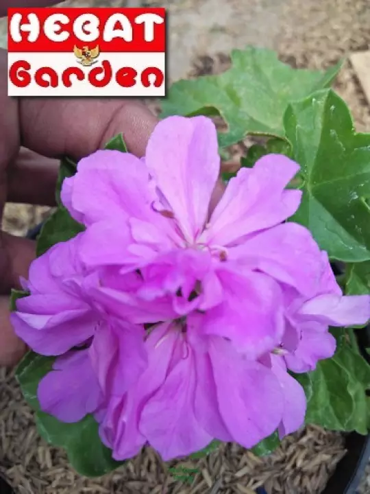 Detail Gambar Bunga Geranium Ungu Nomer 25