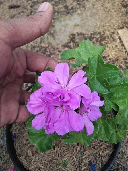 Detail Gambar Bunga Geranium Ungu Nomer 44