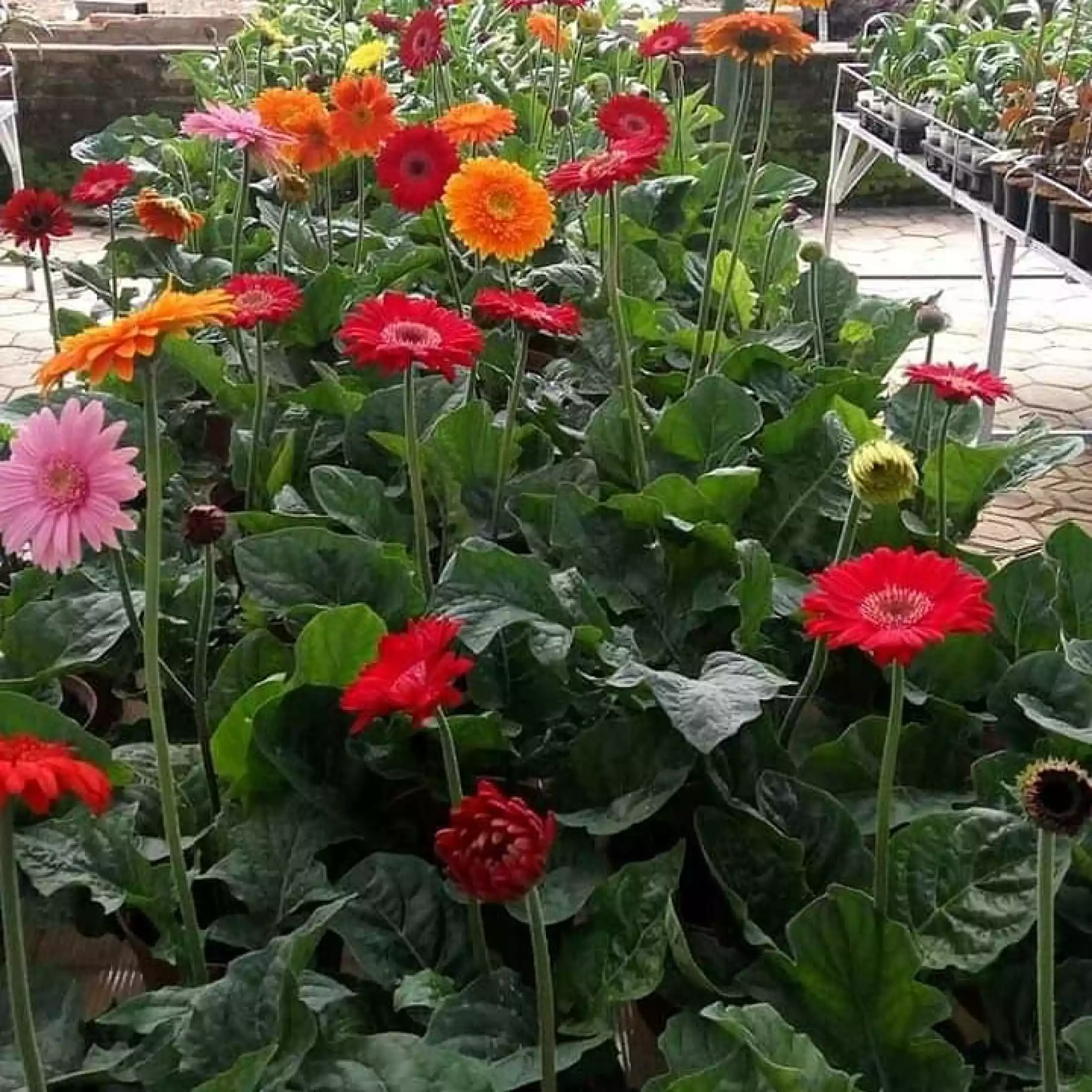 Detail Gambar Bunga Gerbera Nomer 10