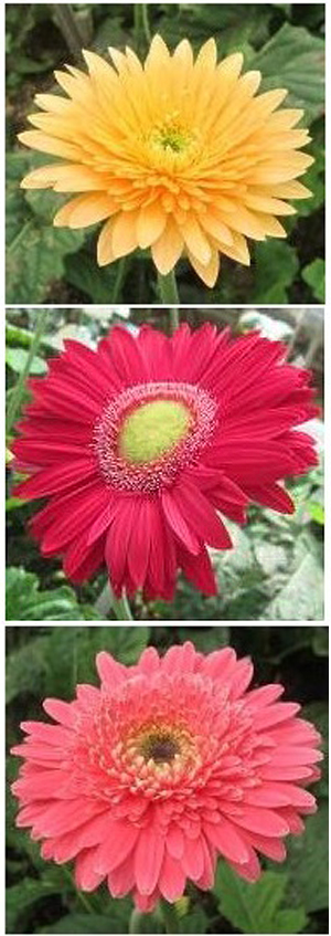 Detail Gambar Bunga Gerbera Nomer 19