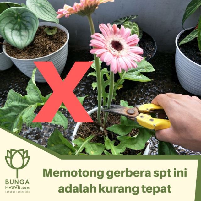 Detail Gambar Bunga Gerbera Nomer 31