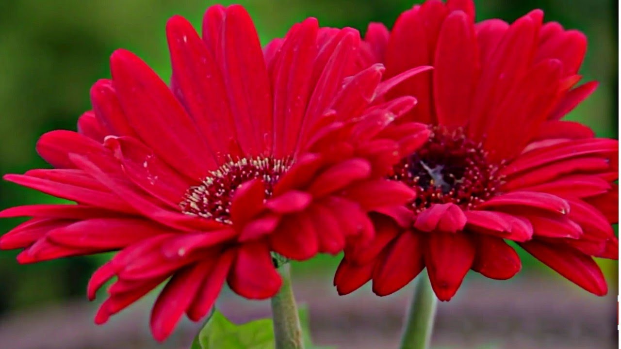 Detail Gambar Bunga Gerbera Nomer 32