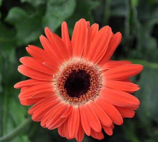 Detail Gambar Bunga Gerbera Nomer 5