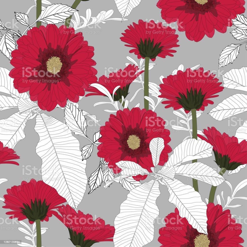 Detail Gambar Bunga Gerbera Nomer 38