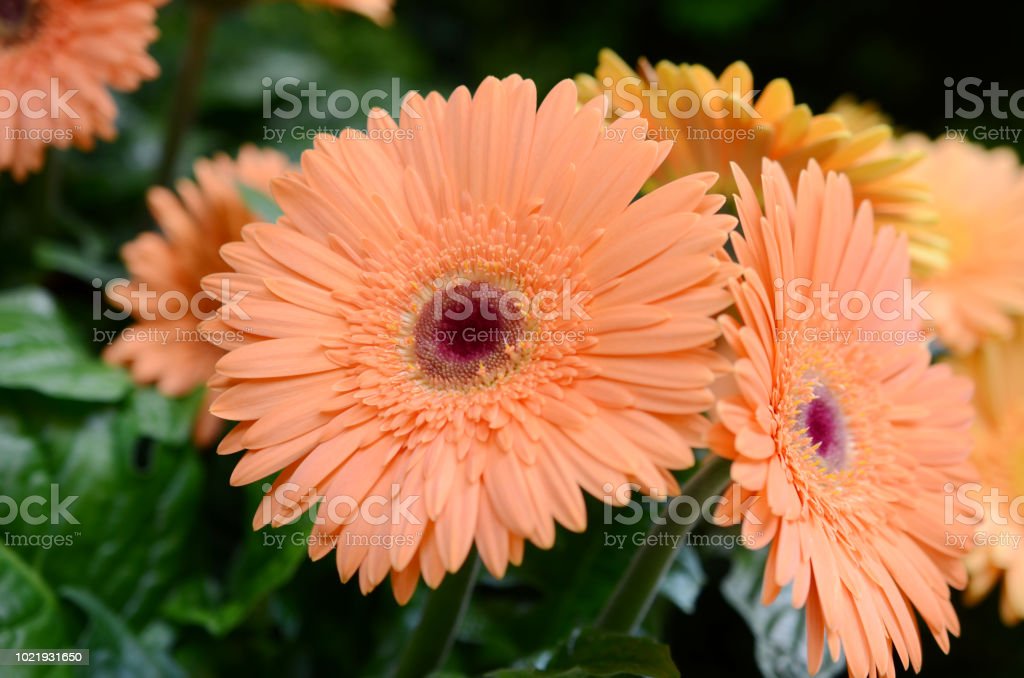 Detail Gambar Bunga Gerbera Nomer 45