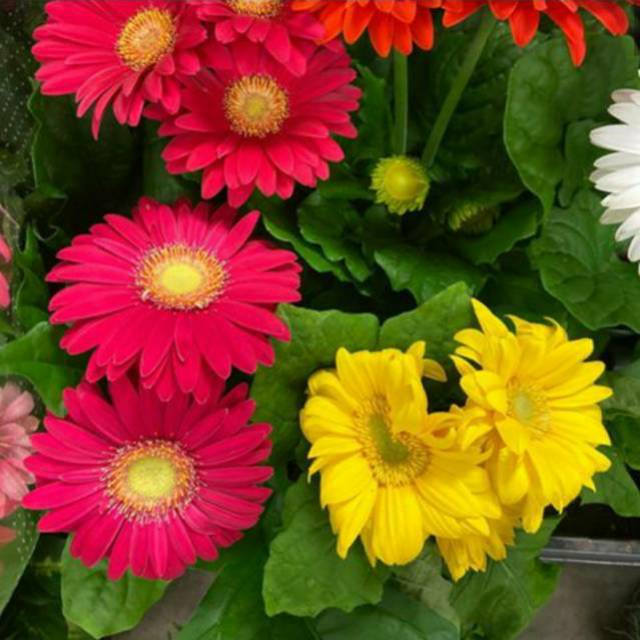 Detail Gambar Bunga Gerbera Nomer 9