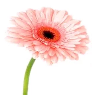 Detail Gambar Bunga Gerbera Pink Nomer 34