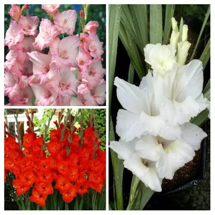 Detail Gambar Bunga Gladiol Nomer 38