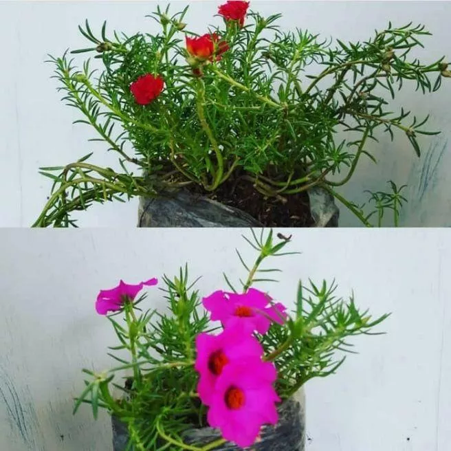 Detail Gambar Bunga Hidup Nomer 24