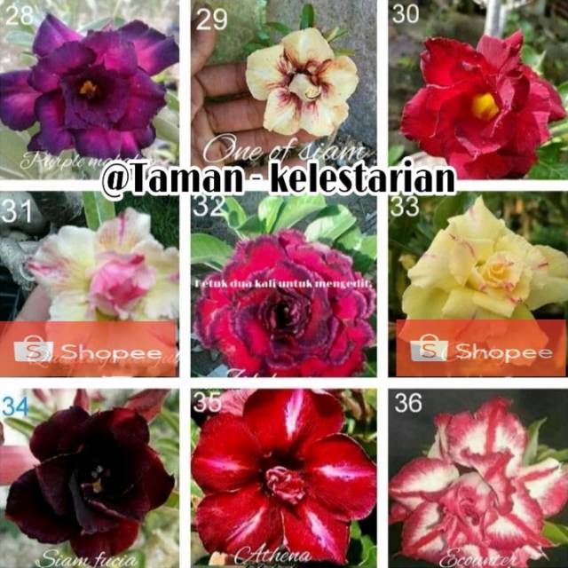 Detail Gambar Bunga Hidup Cantik Nomer 15