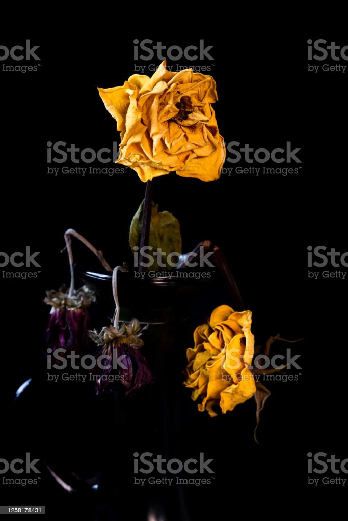 Detail Gambar Bunga Hitam Layu Nomer 48