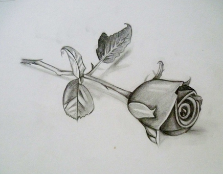 Detail Gambar Bunga Hitam Putih Pensil Nomer 18