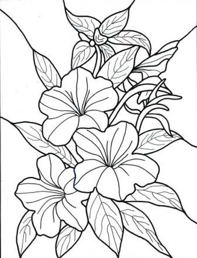 Detail Gambar Bunga Hitam Putih Untuk Diwarnai Nomer 54