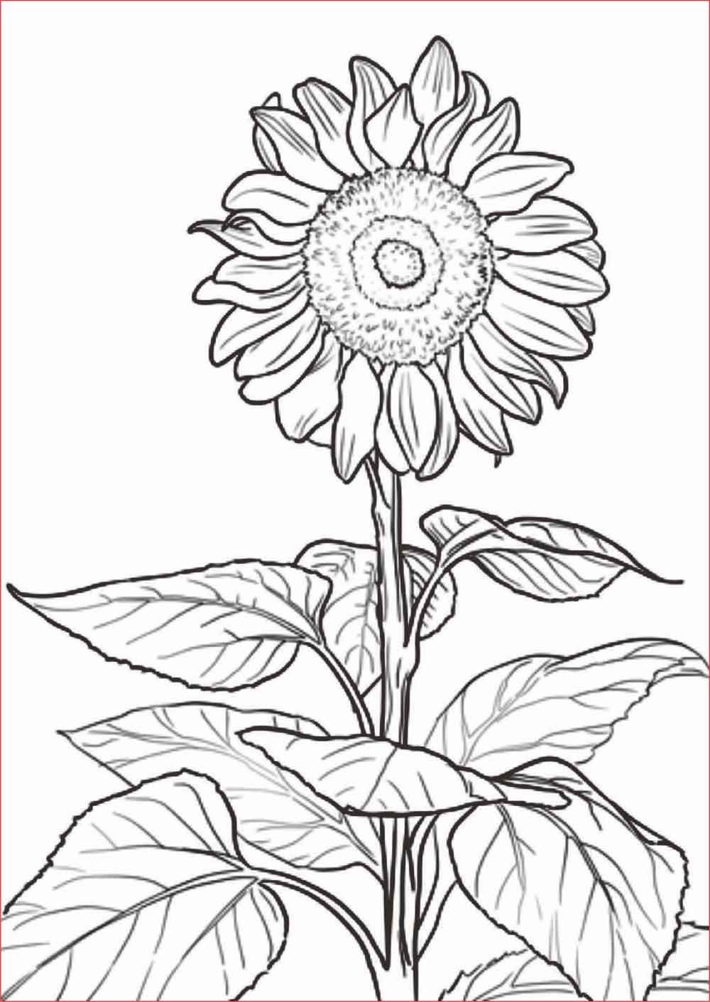 Detail Gambar Bunga Hitam Putih Untuk Kolase Nomer 31