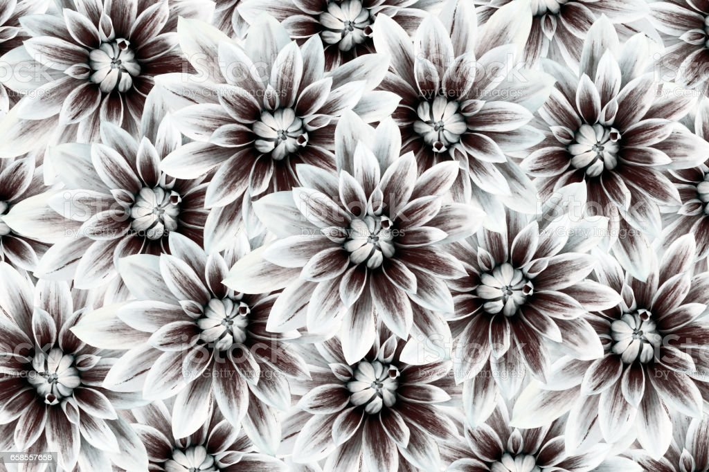 Detail Gambar Bunga Hitam Putih Untuk Kolase Nomer 47