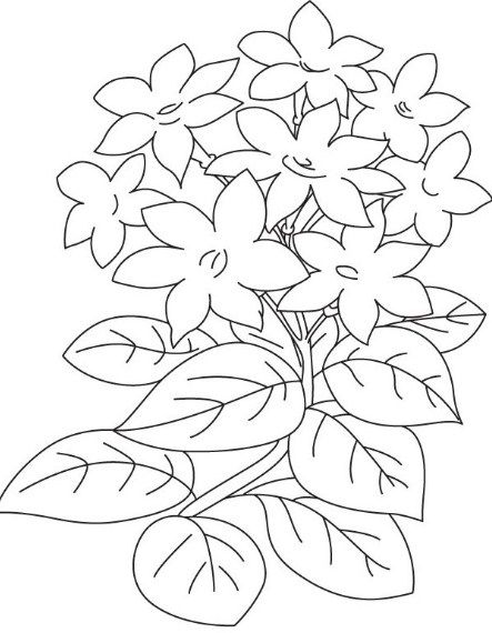 Detail Gambar Bunga Hitam Putih Untuk Mewarnai Nomer 17