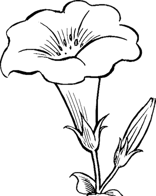 Detail Gambar Bunga Hitam Putih Untuk Mewarnai Nomer 31