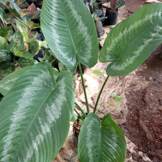 Detail Gambar Bunga Homalomena Nomer 30