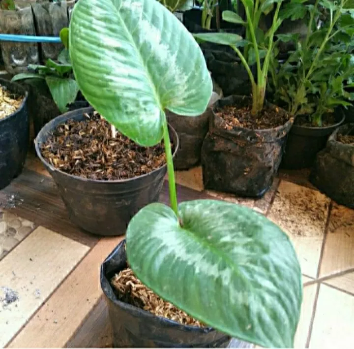 Detail Gambar Bunga Homalomena Nomer 33