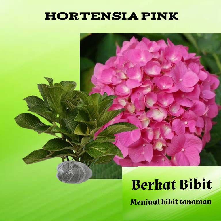 Detail Gambar Bunga Hortensia Pink Nomer 31