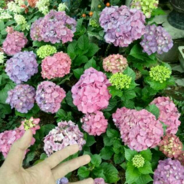 Detail Gambar Bunga Hortensia Pink Nomer 33