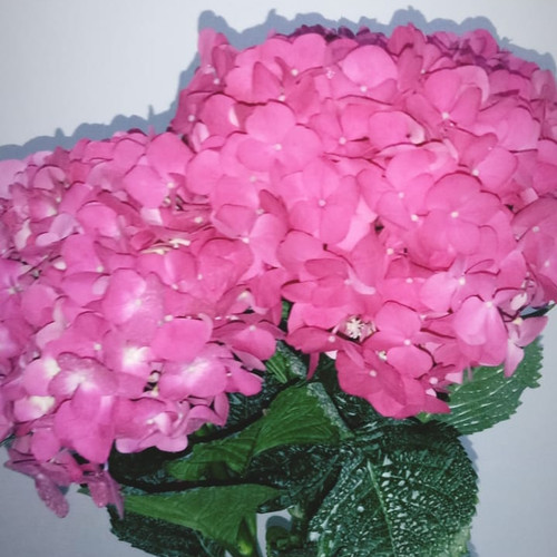 Detail Gambar Bunga Hortensia Pink Nomer 44