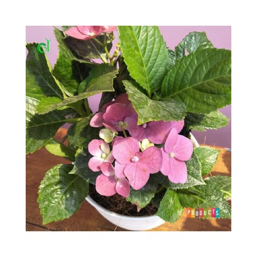 Detail Gambar Bunga Hortensia Pink Nomer 46