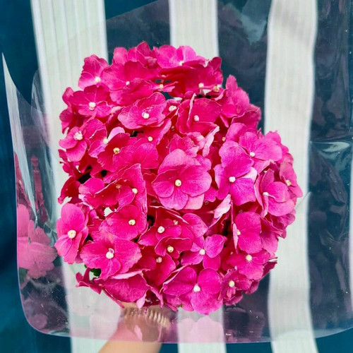 Detail Gambar Bunga Hortensia Pink Nomer 58