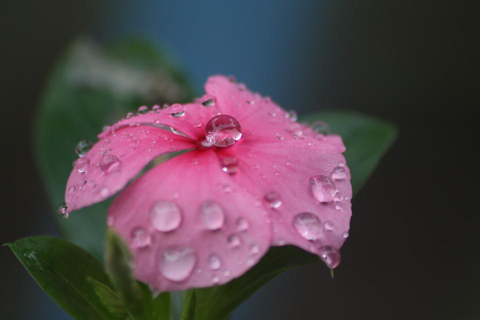 Detail Gambar Bunga Hujan Nomer 3