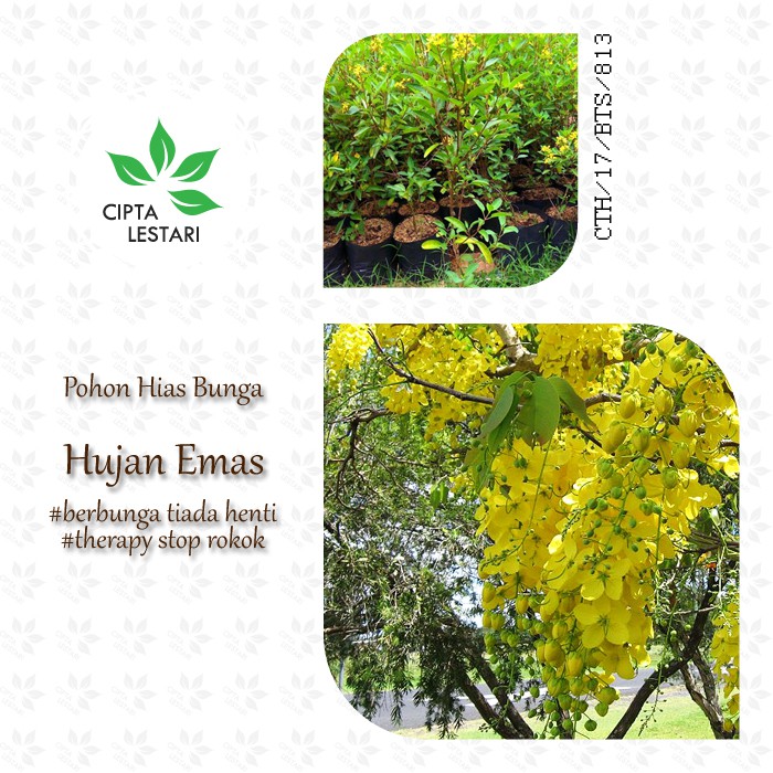 Detail Gambar Bunga Hujan Emas Nomer 36