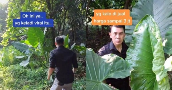 Detail Gambar Bunga Hutan Yang Mahal Nomer 16