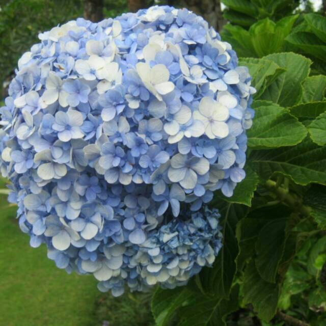 Detail Gambar Bunga Hydrangea Nomer 17