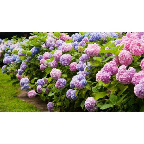 Detail Gambar Bunga Hydrangea Nomer 22