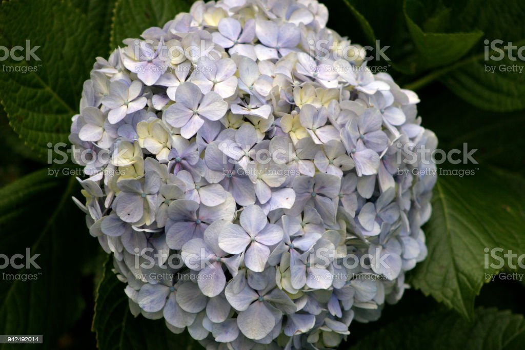 Detail Gambar Bunga Hydrangea Nomer 27