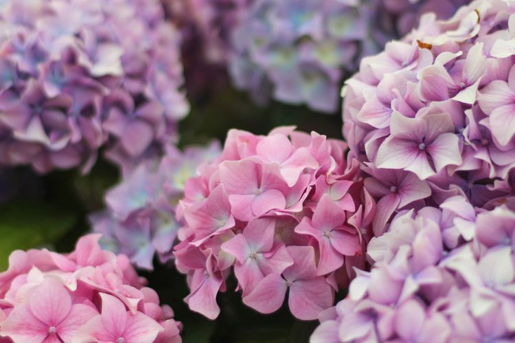 Detail Gambar Bunga Hydrangea Nomer 28