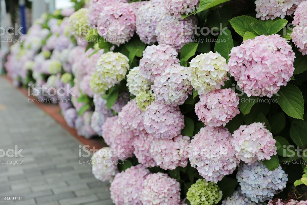 Detail Gambar Bunga Hydrangea Nomer 37